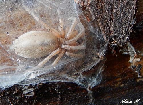 Réf. 295 613 : Drassodes sp.